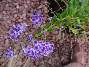 Duranta Erecta