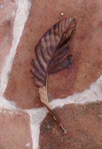 leaf feather