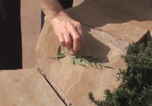 leaves on flagstone