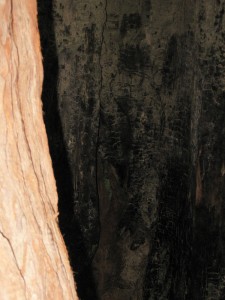 redwood bark3