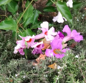 lynx spider and friends