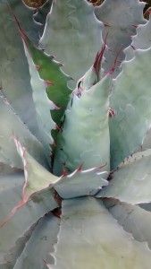 agave1