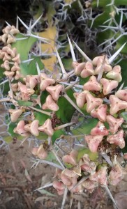 cactus tri star thorns